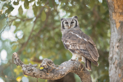 Web Machaba Safaris Secret Season Wildlife Birding Giant Eagle Owl