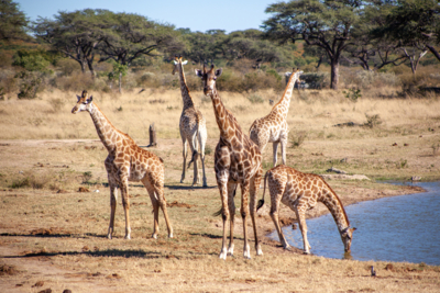 Machaba Verneys Experience Safari Mvr 014