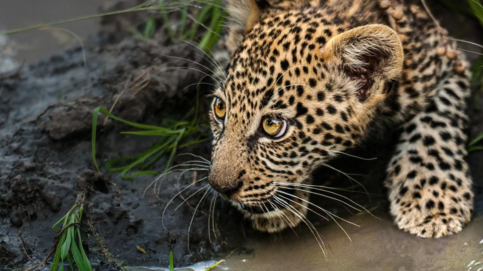 Machaba Camp Wildlife Sightings December 2025 Leopard Cub Drinking Water