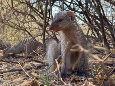 Machaba Botswana Machaba Camp Safari Nala Banded Mongoose Gallery Image