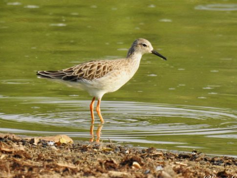 Zimbabwe Mana Pools Ingwe Pan Bird