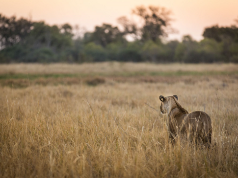 Botswana Machaba Camp Lioness