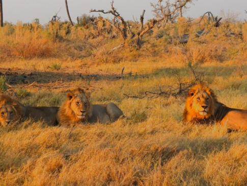 Botswana Gomoti Plains Lions
