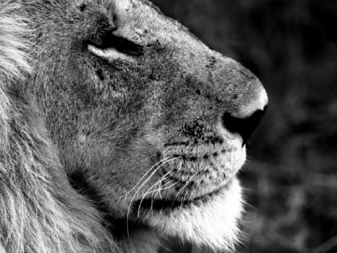 Machaba Camp Botswana Okavango Delta Little Machaba Camp Lion Sightings February 2018