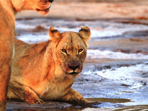 Machaba Zimbabwe Hwange Verneys Camp Lion Sightings April 2019