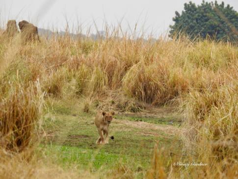 Zimbabwe Mana Pools Ingwe Pan August 2020 Lion Cub