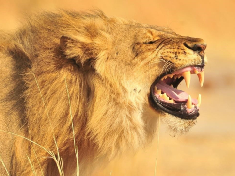 Machaba Safaris Zimbabwe Hwange Deteema Springs Sightings Lion Roaring