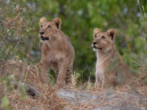 Botswana Kiri Camp Lion Cubs