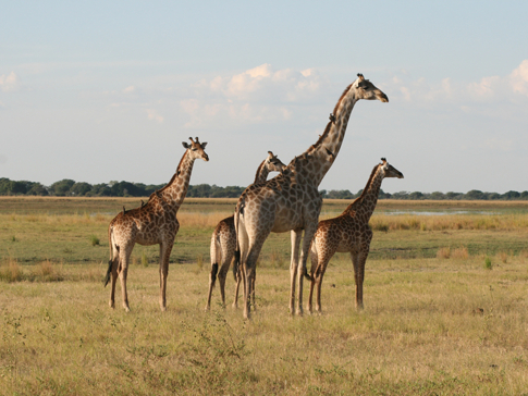 Ngoma Safari Lodge Wildlife Giraffe