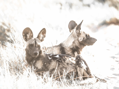 Machaba Camp Botswana Okavango Delta Little Machaba Camp Hyena Sightings October 2019