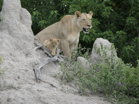 Gomoti Plains Botswana Wildlife Sighting March Gallery 3