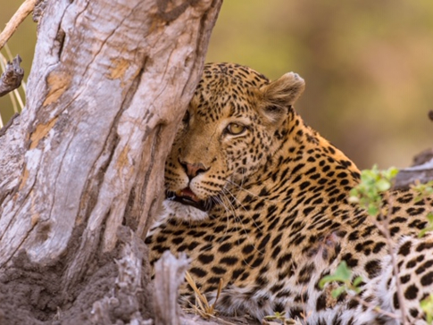 Machaba Camp Botswana Okavango Delta Little Machaba Camp Leopard Sightings July 2019