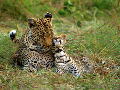 Machaba Botswana Okavango Delta Machaba Camp Leopard And Cub Sightings January 2018