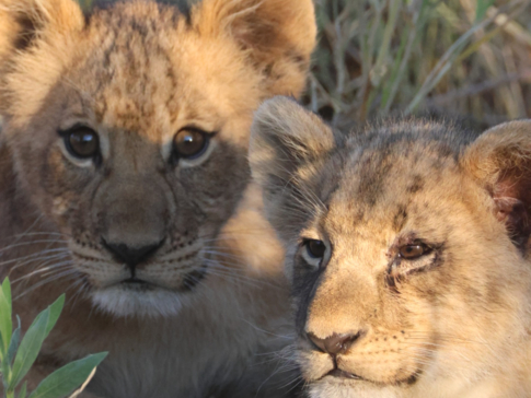 Machaba Safaris   Botswana   Okavango Delta   Gomoti Plains   Lion CUbs
