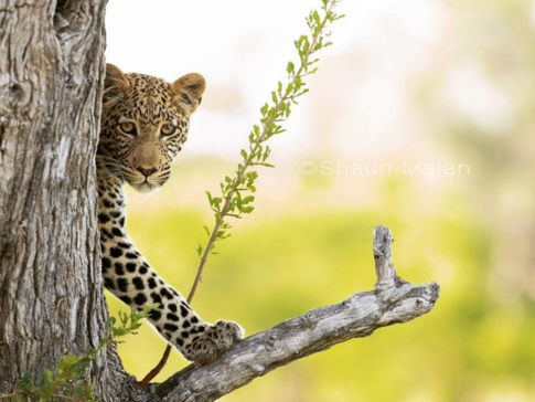 Botswana Okavango Delta Machaba Camp Leopard Sightings 2017 December