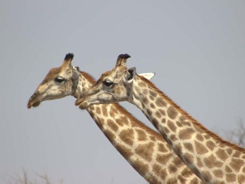 Machaba Botswana Okavango Delta Gomoti Plains Camp Giraffes Sightings August 2017