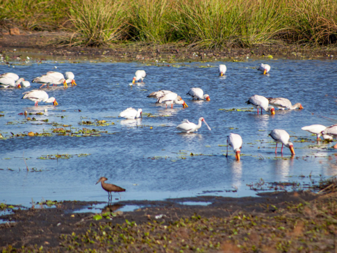 Botswana Okavango Delta Gomoti Camp Sightings May 2021 Wader Birds