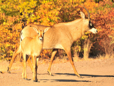 Machaba Zimbabwe Hwange Deteema Camp Bushbucks 1 Sightings 2019