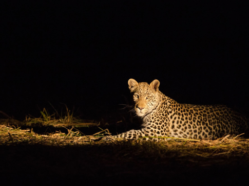 Machaba Botswana Zimbabwe Ultimate Safari Destination Night Safari Leopard