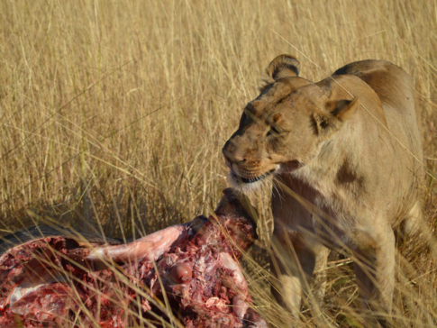 Machaba Camp   Botswana   Kiri Camp   Wildlife Stories   July 2022   Gallery   Lion 9