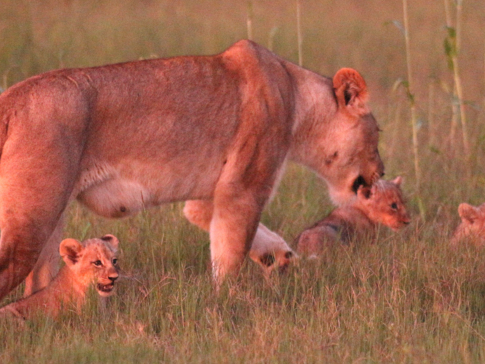 Machaba Botswana Okavango Delta Gomoti Plains Camp Lion And Cubs 6 Sightings March 2018 7