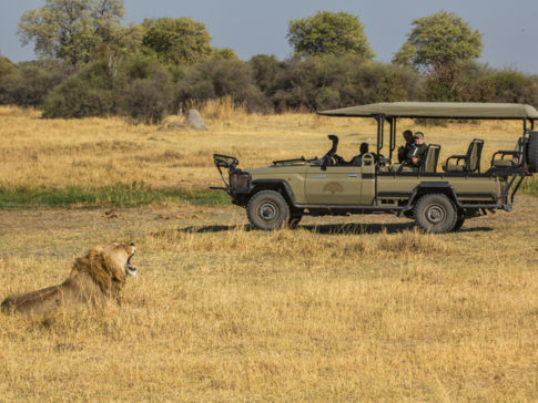 Botswana   Machaba Camp   Game Drive   Lion