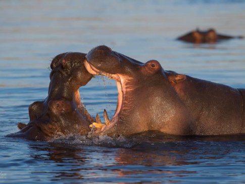 Machaba Camp Botswana Okavango Delta Little Machaba Camp Hippos Sightings June 2018