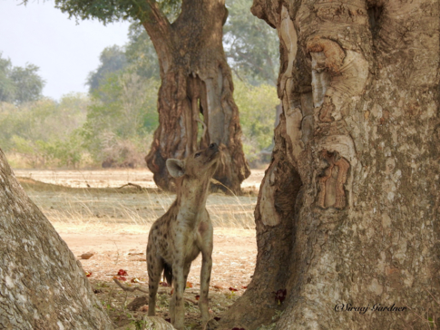 Zimbabwe Mana Pools Ingwe Pan August 2020 Wilddog