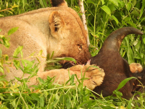 Zimbabwe Hwange National Park Deteema Springs Camp Wildlife Sightings December 2020 Female Lion 