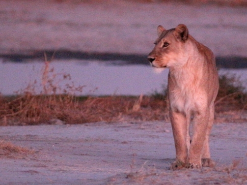 Machaba Botswana Okavango Delta Gomoti Plains Camp Lion 3 Sightings July 2018