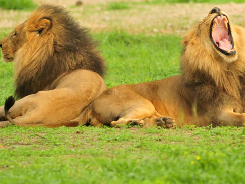 Zimbabwe Hwange National Park Deteema Springs Camp Wildlife Sightings December 2020 Roa