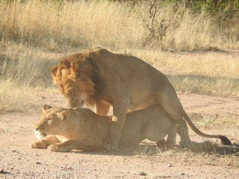 Machaba Safaris   Zimbabwe   Hwange National Park   Deteema Springs   Wildlife Sightings   June 2022   Lions Mating