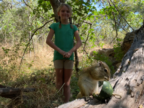 Machaba Botswana On Safari Nala Tree Squirrel