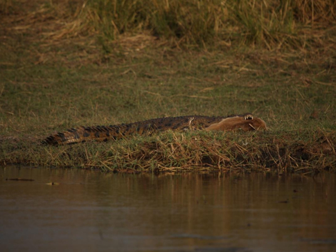 Machaba Botswana Chobe Ngoma Safari Lodge Crocodile Sightings September 2019