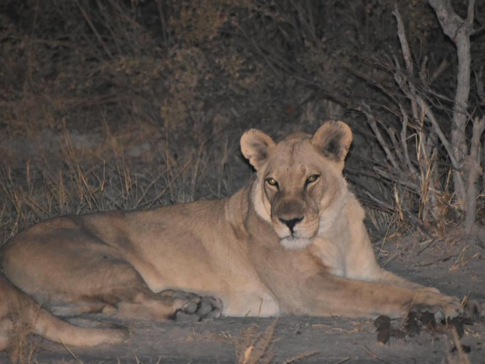 Machaba Safaris Botswana Okavango Delta Gomoti Plains August 2020 Lioness