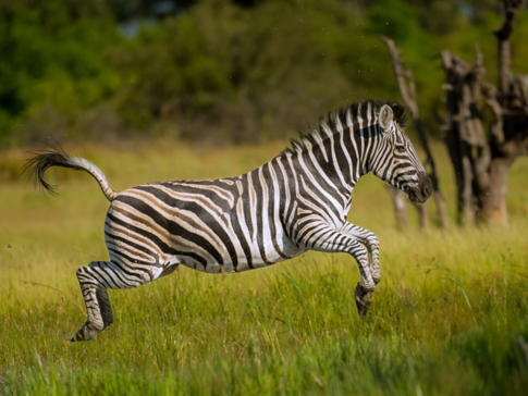 Machaba Camp Botswana Okavango Delta Little Machaba Camp Zebra Sightings March 2019