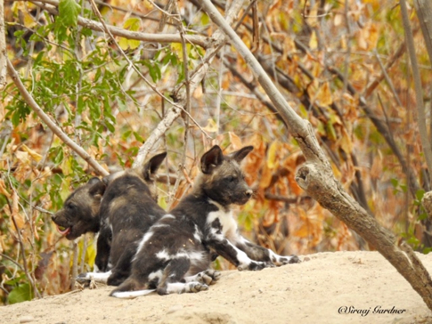 Machaba Zimbabwe Ingwe Pan Sightings July 2020 Hyenas Gallery