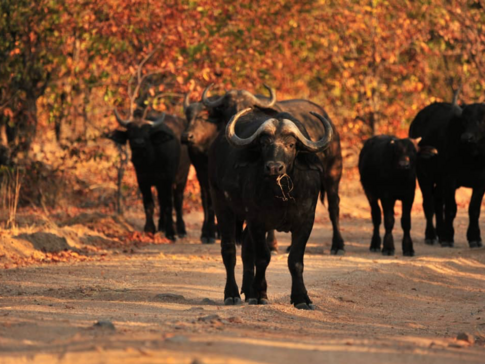 Machaba Zimbabwe Hwange Deteema Camp Elephant Buffalos Sightings August 2019