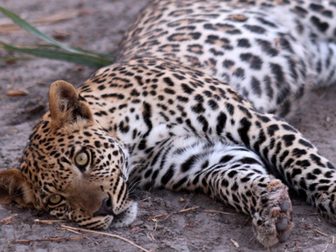 Machaba Botswana Okavango Delta Gomoti Plains Camp Leopard Sightings November 2017