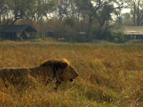 Machaba Camp Botswana Okavango Delta Little Machaba Camp Lion 1 Sightings September 2017
