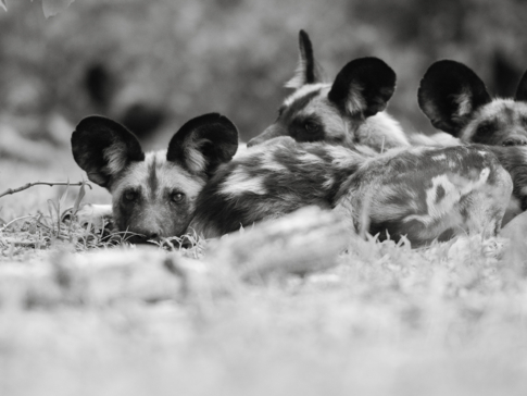Botswana Okavango Delta Machaba Camp Grey Hyenas