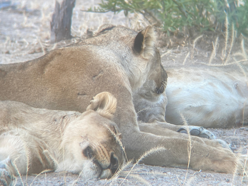 Zimbabwe   Mana Pools   Ingwe Pan   August Sightings 2021   Sleepy Lions