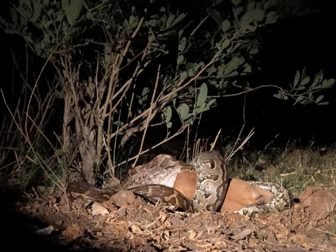 Machaba Camp Botswana Okavango Delta Little Machaba Camp Snake Sightings November 2018