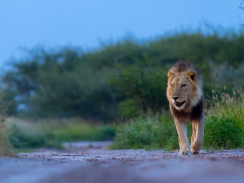 Machaba Botswana Okavango Delta Machaba Camp Lion June Sightings 2020