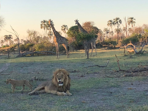 Machaba Safaris   Botswana   Okavango   Gomoti Plains   April   2022   Scratch