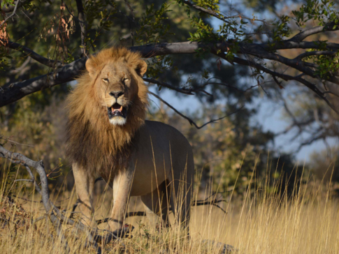 Machaba Camp   Botswana   Kiri Camp   Wildlife Stories   July 2022   Gallery   Lion 4