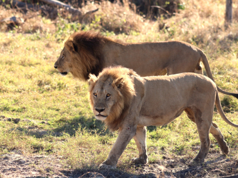 Machaba Botswana Okavango Delta Gomoti Plains Camp Lions 2 Sightings July 2018