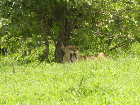 Machaba Zimbabwe Deteema Springs Sighting February 2020 Gallery Lion