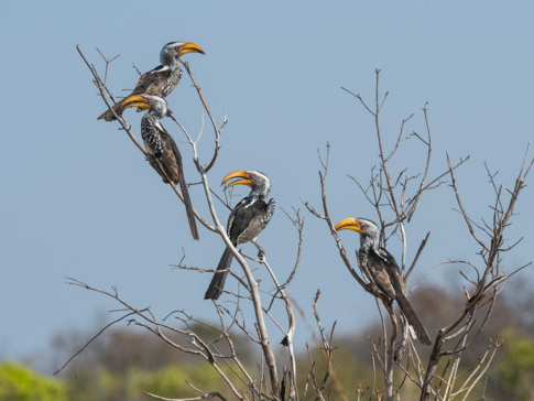 Machaba Zimbabwe Hwange Verneys Camp Sighting February 2020 Gallery Birds