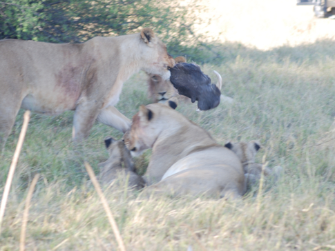Machaba Botswana Okavango Delta Machaba Camp Lions Eating